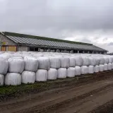 Odległość chlewni od domu: ile metrów i co mówi prawo? Sprawdź DJP!