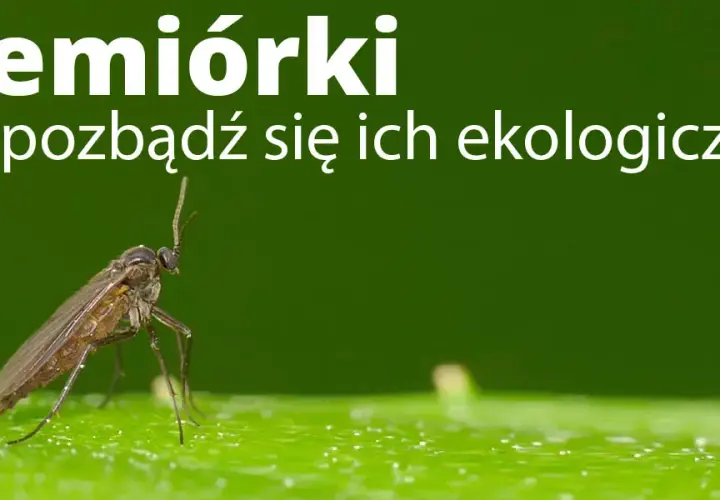 Muszki w mieszkaniu? Poznaj sprawdzone sposoby na owocówki i ziemiórki