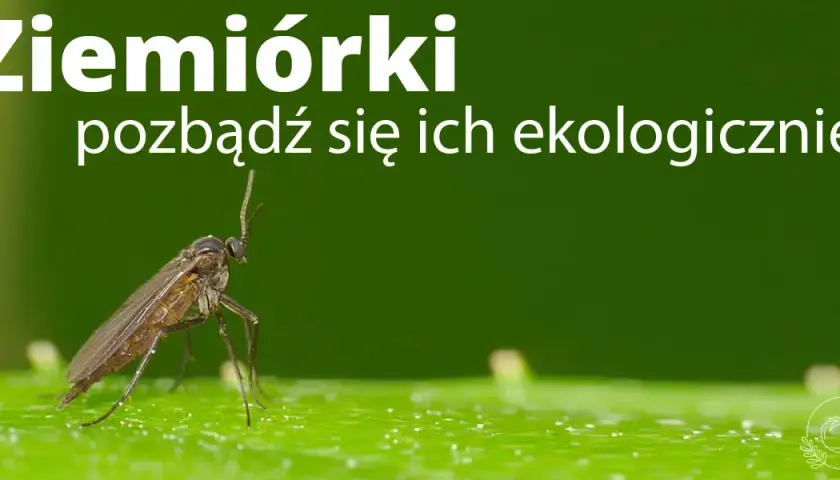 Muszki w mieszkaniu? Poznaj sprawdzone sposoby na owocówki i ziemiórki