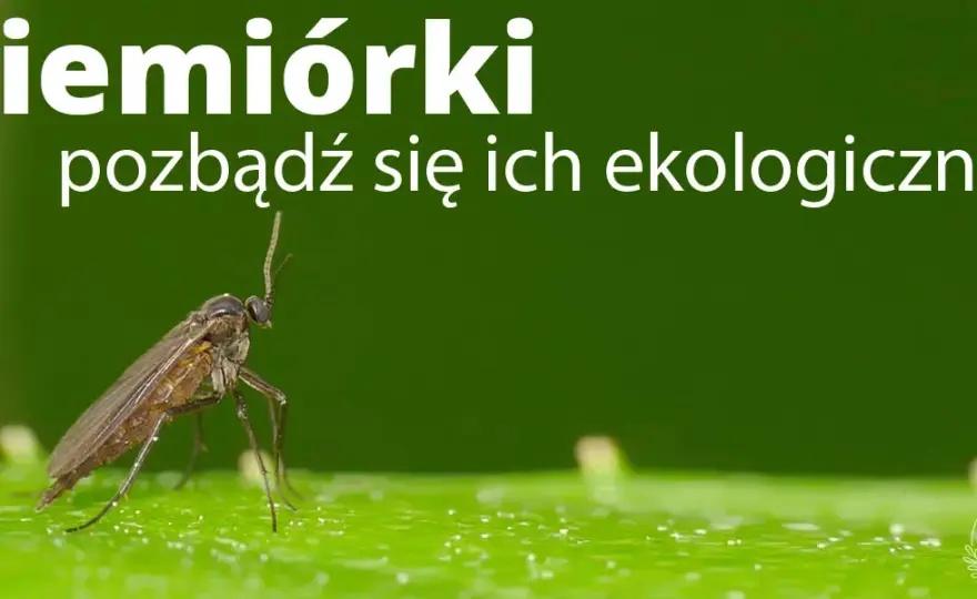 Muszki w mieszkaniu? Poznaj sprawdzone sposoby na owocówki i ziemiórki